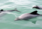102014 Dolphins hectors2064.jpg